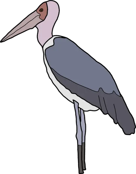 Drawn marabu bird