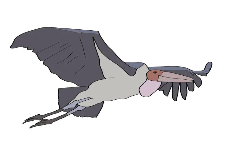 Drawn marabu bird